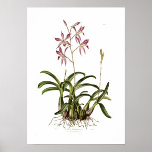 Laelia herfst door Augusta Innes Withers. Poster