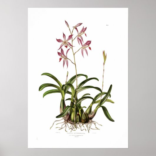 Laelia herfst door Augusta Innes Withers. Poster (Voorkant)