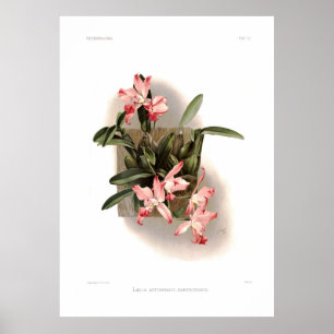 Laelia herfst xanthotropis poster