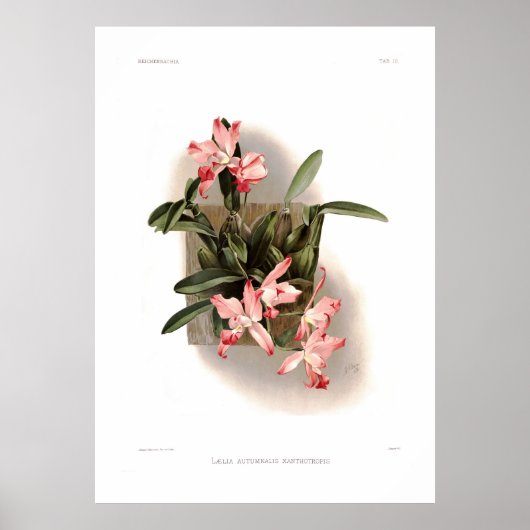 Laelia herfst xanthotropis poster (Voorkant)
