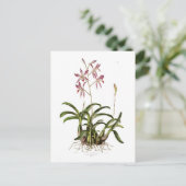 Laelia herfstnalis briefkaart (Staand voorkant)