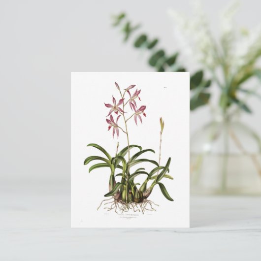 Laelia herfstnalis briefkaart (Staand voorkant)