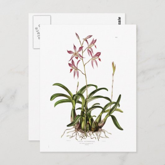 Laelia herfstnalis briefkaart (Voorkant / Achterkant)