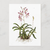 Laelia herfstnalis briefkaart (Voorkant)