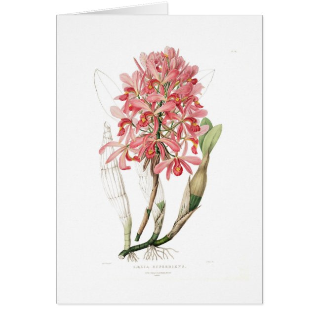 Laelia superbiens (Voorkant)