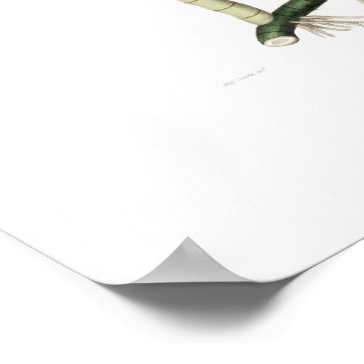 Laelia superbiens. poster (Hoek)