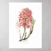 Laelia superbiens. poster (Voorkant)