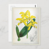 Laelia Xanthina Geel Lindenia Orchid Briefkaart (Voorkant / Achterkant)