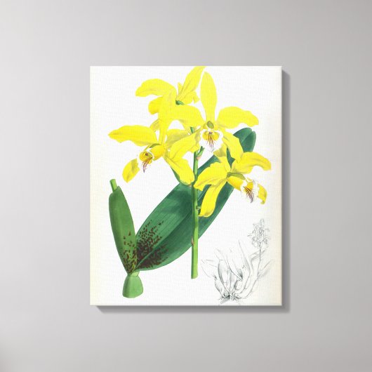 Laelia Xanthina  Geel Lindenia Orchid Canvas Afdruk (Voorkant)