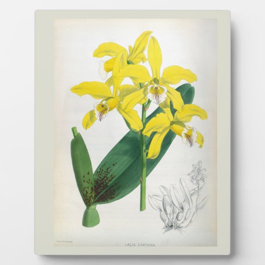 Laelia Xanthina  Geel Lindenia Orchid Fotoplaat (Voorkant)