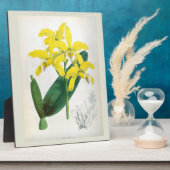 Laelia Xanthina  Geel Lindenia Orchid Fotoplaat (Zijkant)