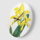 Laelia Xanthina  Geel Lindenia Orchid Grote Klok (Hoek)