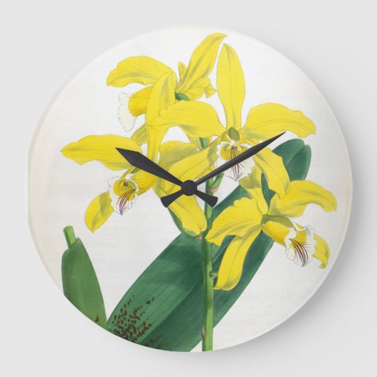 Laelia Xanthina  Geel Lindenia Orchid Grote Klok (Voorkant)