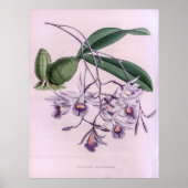 Laeliopsis Domingensis Orchid Poster (Voorkant)