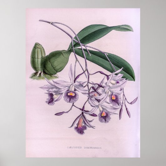 Laeliopsis Domingensis Orchid Poster (Voorkant)