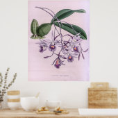 Laeliopsis Domingensis Orchid Poster (Keuken)
