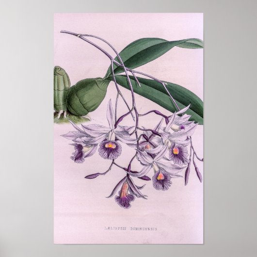 Laeliopsis Domingensis Orchidee Poster (Voorkant)