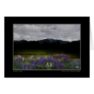 Lafayette Lupine Mindscape