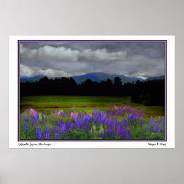 Lafayette Lupine Mindscape Poster