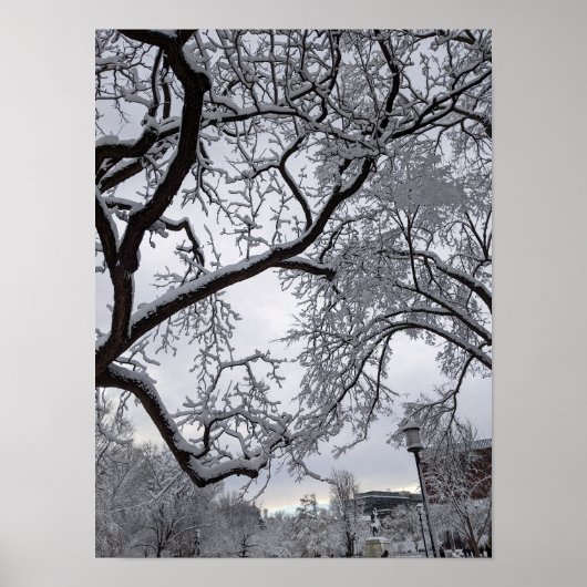 Lafayette Square, sneeuwbomen Poster (Voorkant)
