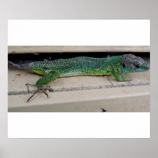 Lagarto Póster Poster (Voorkant)