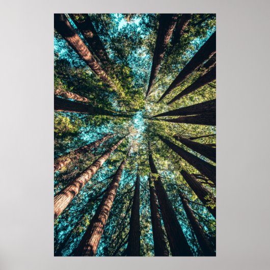 Lage hoekfotografie van bomen overdag poster (Voorkant)