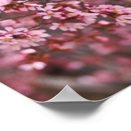 Lagen van roze Japanse Cherry Blossom Poster (Hoek)