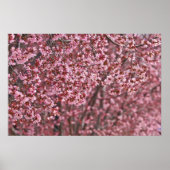 Lagen van roze Japanse Cherry Blossom Poster (Voorkant)