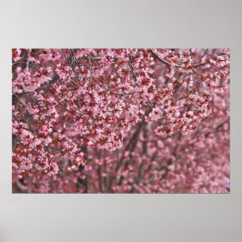 Lagen van roze Japanse Cherry Blossom Poster