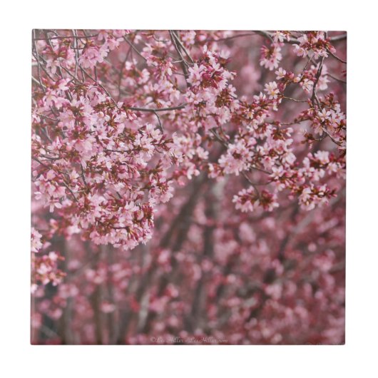 Lagen van roze Japanse Cherry Blossom Tile Tegeltje (Voorkant)