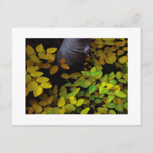 "Lager niveau" Briefkaart