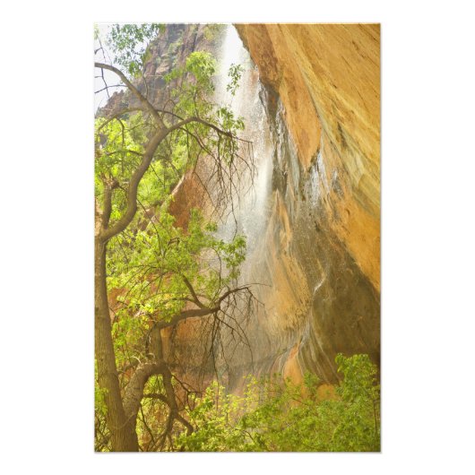 Lagere Emerald Pool-waterval Rode rots en boom Foto Afdruk (Voorkant)