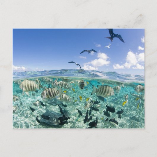 Lagoon safari-reis met Stingrays Briefkaart (Voorkant)