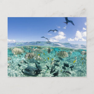 Lagoon safari-reis met Stingrays Briefkaart