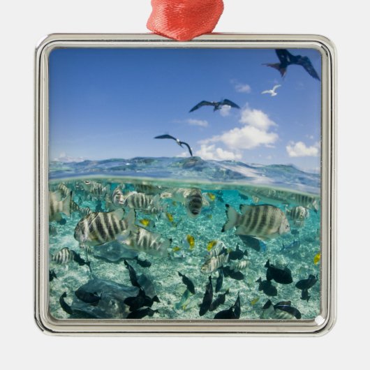 Lagoon safari-reis met Stingrays Metalen Ornament (Voorkant)