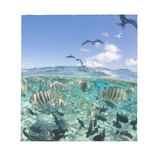 Lagoon safari-reis met Stingrays Notitieblok (Voorkant)