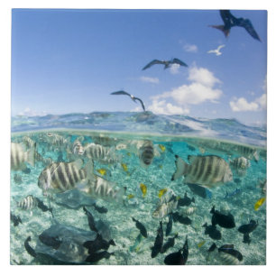 Lagoon safari-reis met Stingrays Tegeltje