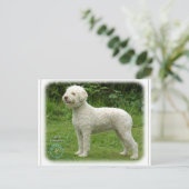 Lagotto Romagnolo 9M048D-03 Briefkaart (Staand voorkant)