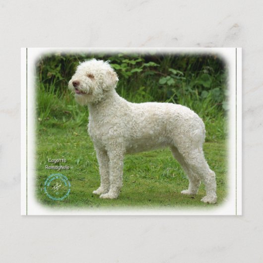 Lagotto Romagnolo 9M048D-03 Briefkaart (Voorkant)