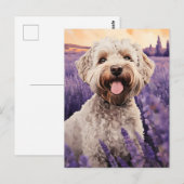 Lagotto Romagnolo in Lavendelveld Briefkaart (Voorkant / Achterkant)