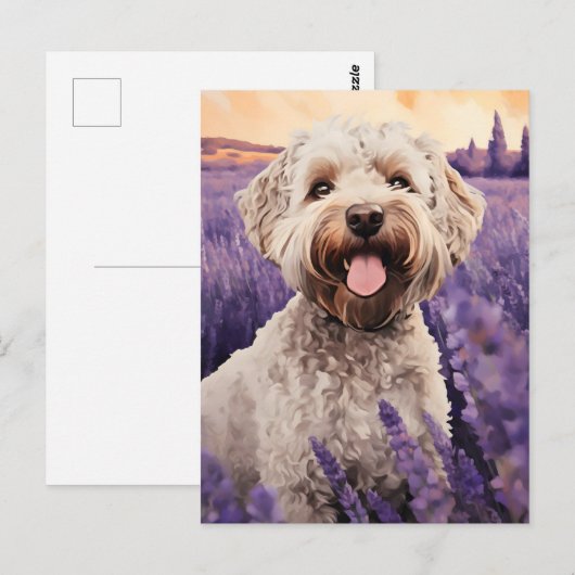 Lagotto Romagnolo in Lavendelveld Briefkaart (Voorkant / Achterkant)