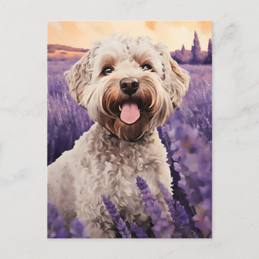 Lagotto Romagnolo in Lavendelveld Briefkaart (Voorkant)
