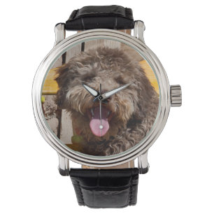 Lagotto Romagnolo Liggend Op Een Houten Bank Horloge