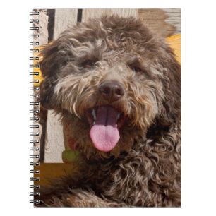 Lagotto Romagnolo Liggend Op Een Houten Bank Notitieboek