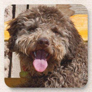 Lagotto Romagnolo Liggend Op Een Houten Bank Onderzetter