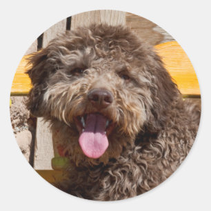 Lagotto Romagnolo Liggend Op Een Houten Bank Ronde Sticker