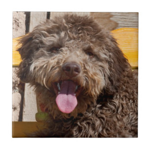 Lagotto Romagnolo Liggend Op Een Houten Bank Tegeltje
