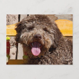 Lagotto Romagnolo op een houten bank Briefkaart