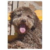 Lagotto Romagnolo op een houten bank Klembord (Achterkant)