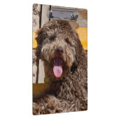 Lagotto Romagnolo op een houten bank Klembord (Rechts)